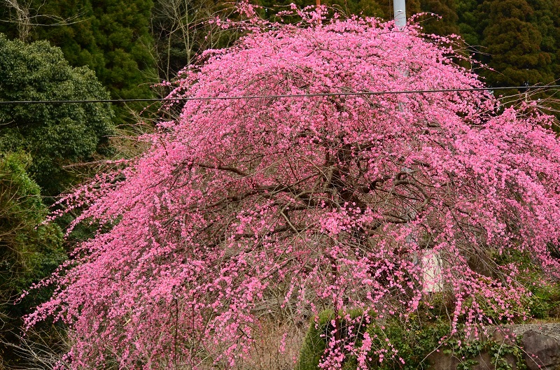 b0288942_046923.jpg