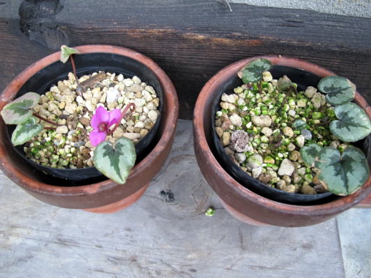 c0147952_21244321.jpg