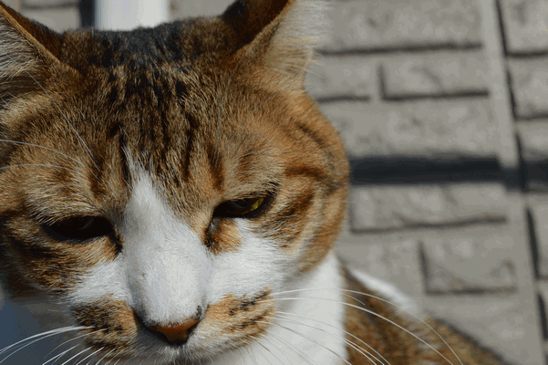 c0136736_2241762.gif