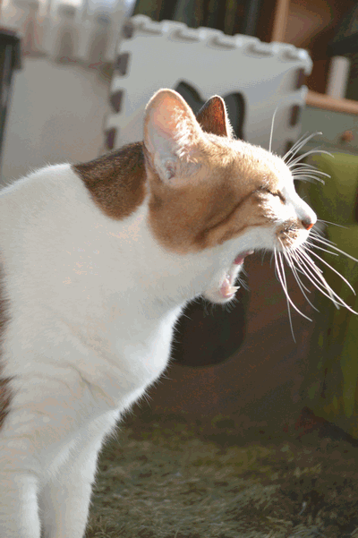 c0136736_2245171.gif