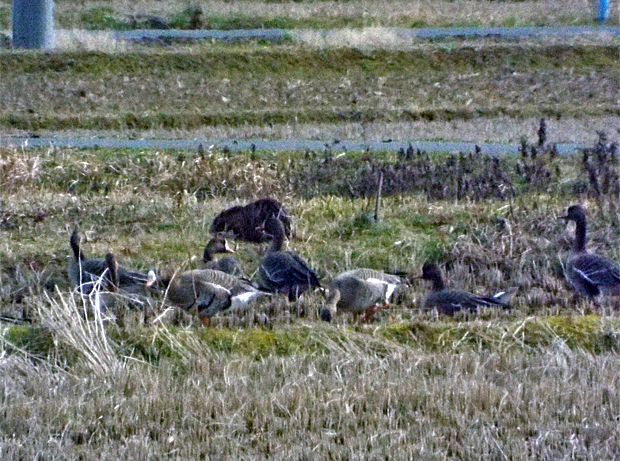 f0214649_4202584.jpg