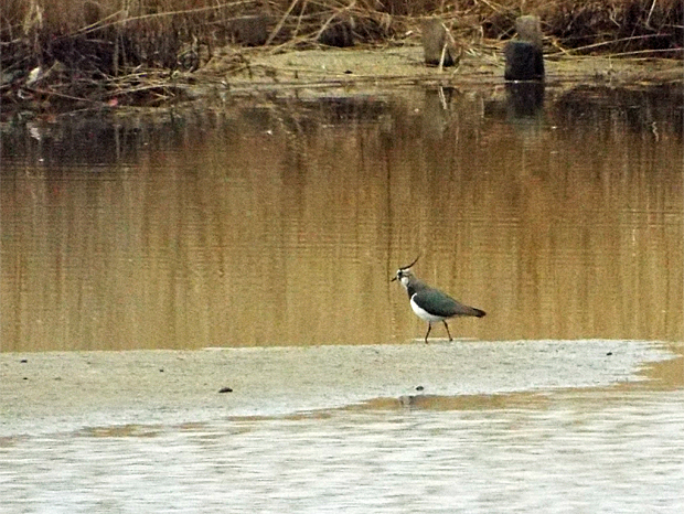 f0214649_4312540.jpg