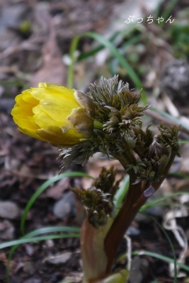 f0353990_16370340.jpg