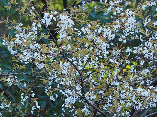 d0059213_22262517.jpg