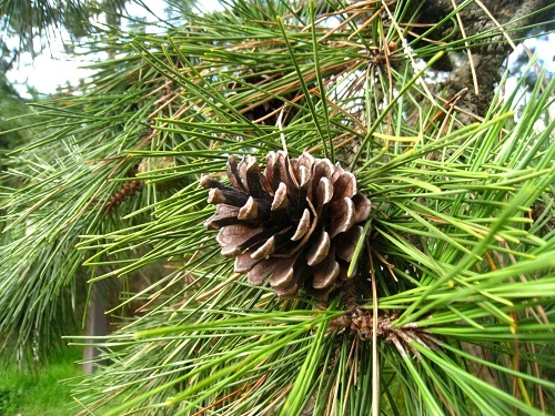 c0084117_20351336.jpg