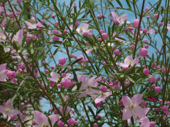 a0152078_12162423.jpg