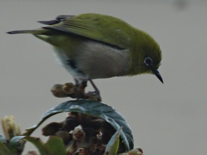 c0108460_17371527.jpg