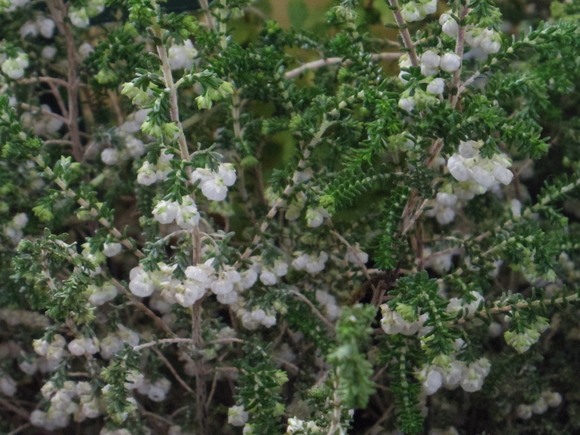 a0152078_9144757.jpg