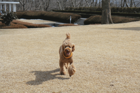 c0283778_13251381.gif