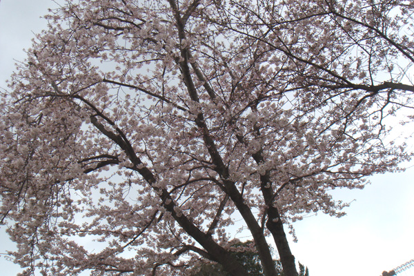 a0019212_943219.jpg