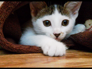a0206019_12551869.png