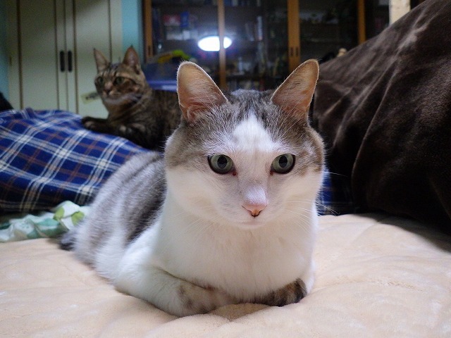 a0337237_14591051.jpg