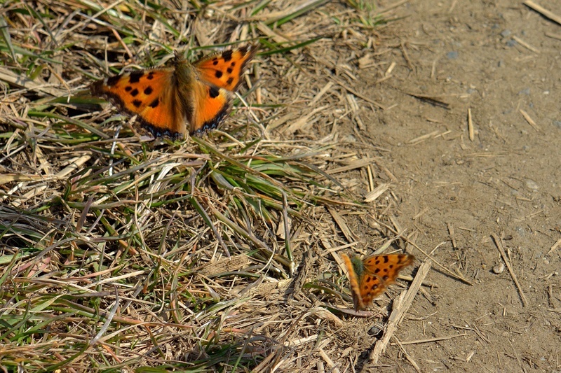 f0031682_10005103.jpg