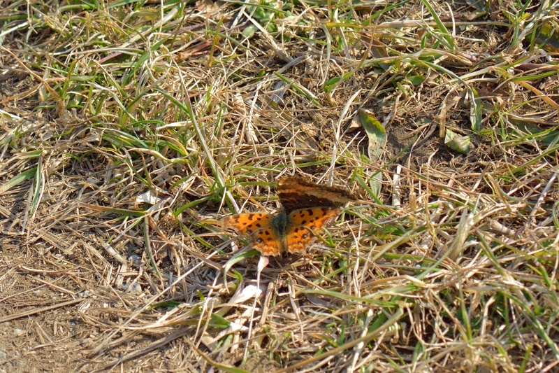 f0031682_10005193.jpg