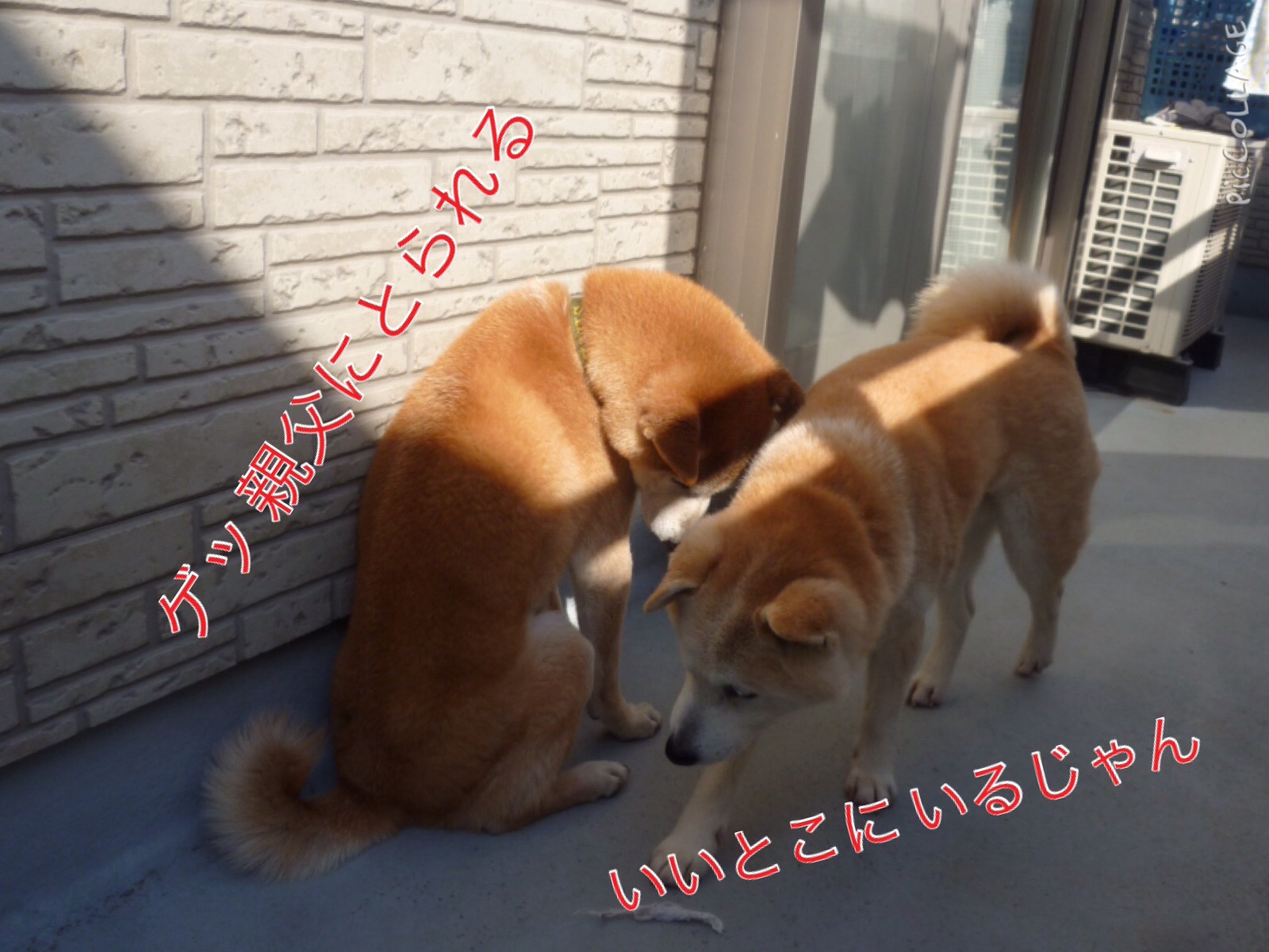 c0123890_229327.jpg