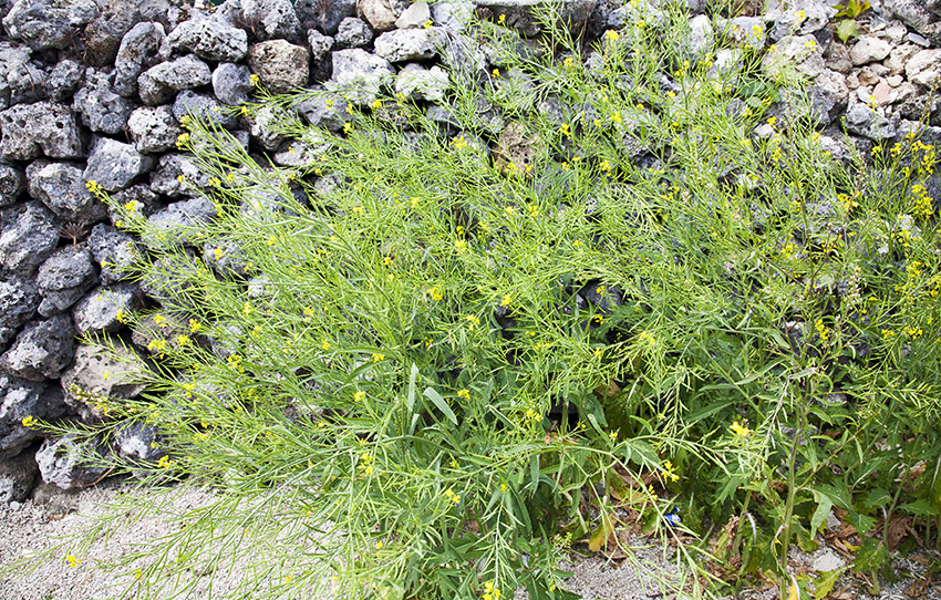 d0147530_7581316.jpg