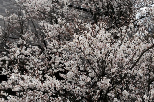 c0210275_16342490.jpg