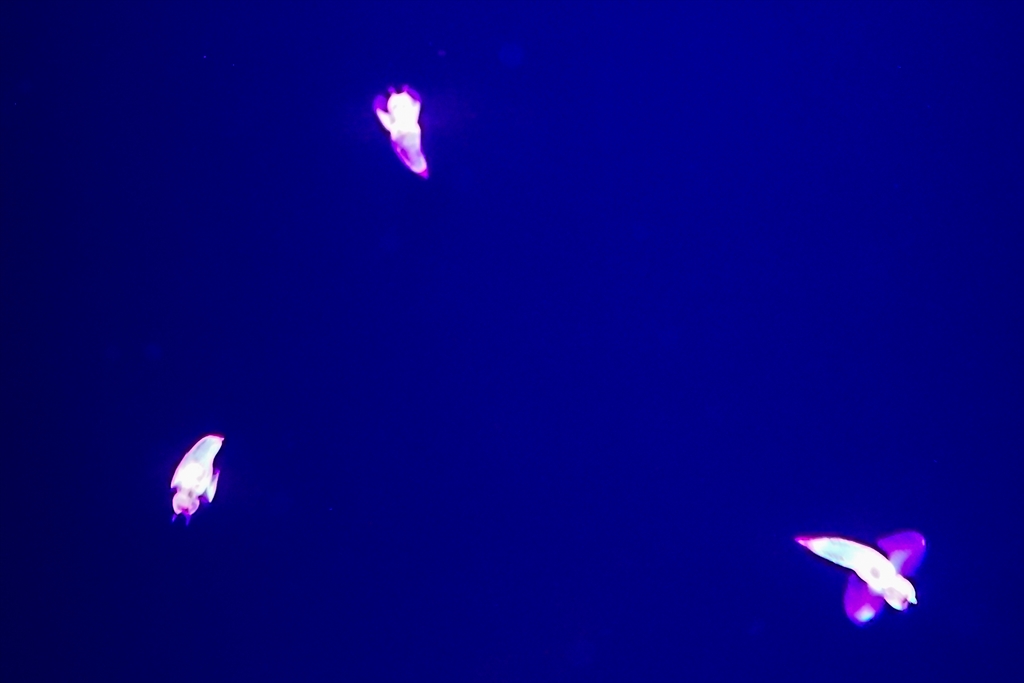 e0192715_20101578.jpg