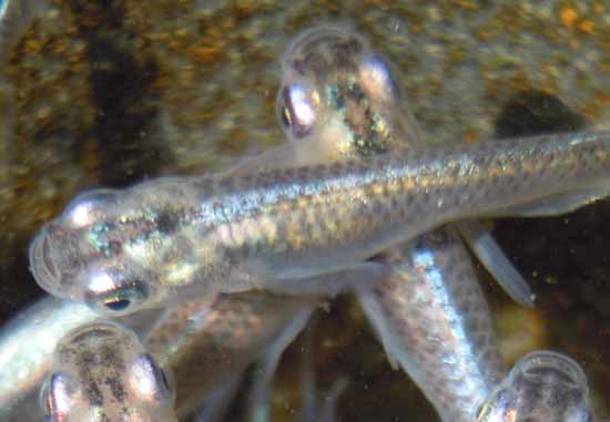 e0097534_15433527.jpg