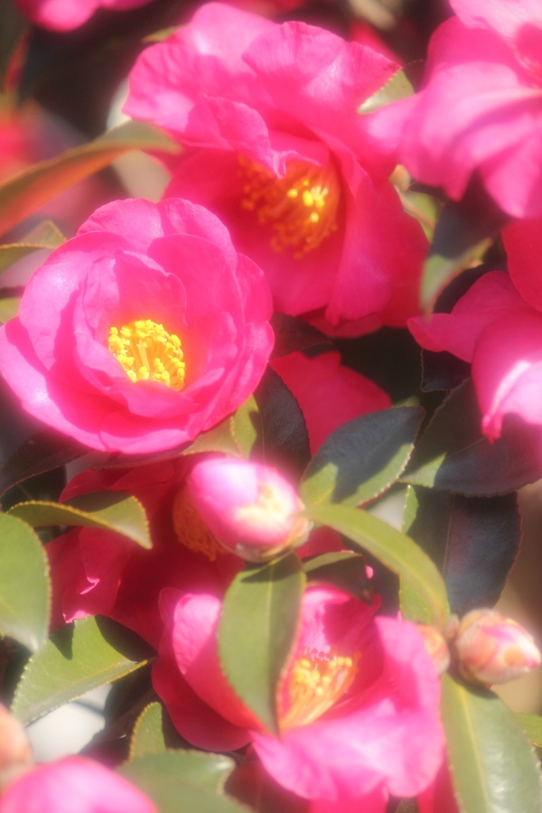 c0353640_12163539.jpg