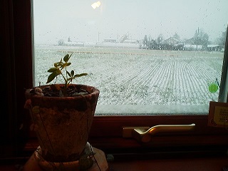 a0272241_2283410.jpg