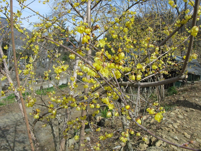 a0052762_9554930.jpg