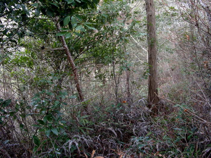 b0185573_17192211.jpg