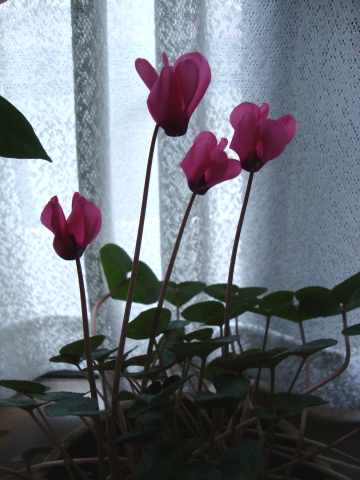 c0322794_120016.jpg