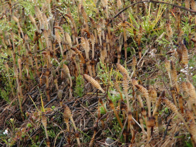 f0231709_2162135.jpg