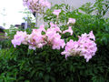a0019212_1616536.jpg