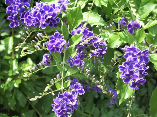 a0019212_1702010.jpg