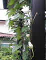 a0019212_1784769.jpg