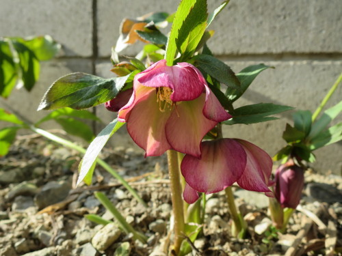 b0178339_17043679.jpg
