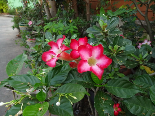 c0357964_1421388.jpg