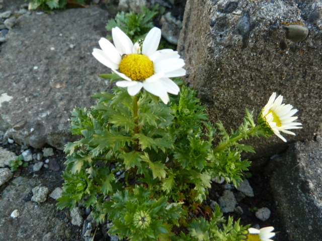 e0278968_21132291.jpg