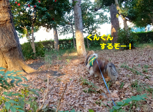 a0157174_2216561.png