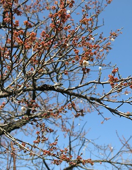 e0130185_1141209.jpg
