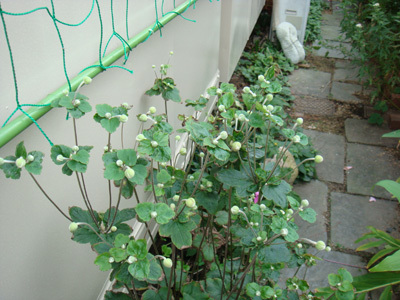 a0019212_19471068.jpg