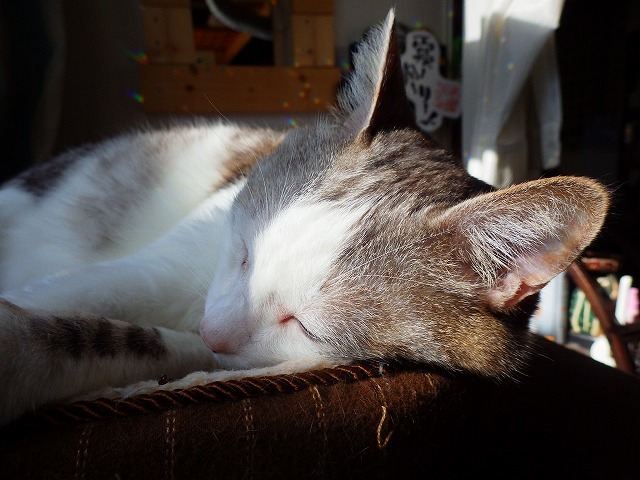 a0337237_14561339.jpg