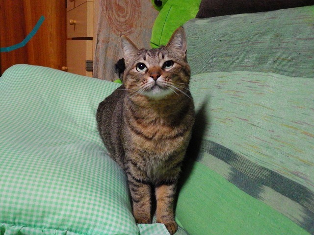 a0337237_15331499.jpg