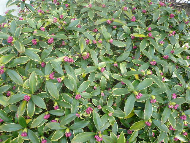 e0026017_9345088.jpg