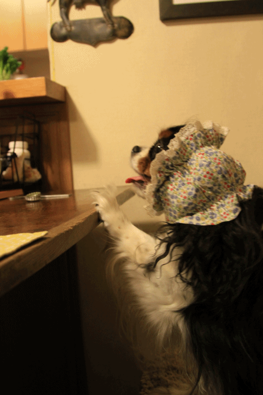 c0145250_16345536.gif