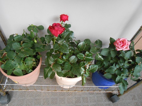 b0194872_23452062.jpg