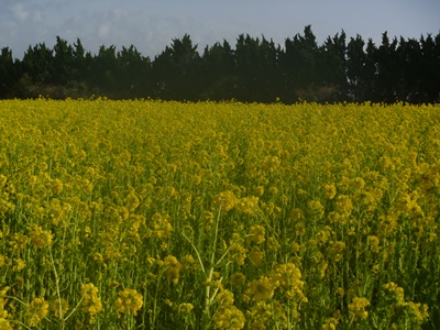 e0164874_2112247.jpg