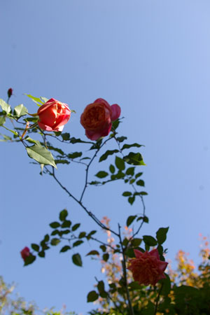 a0157595_1556317.jpg