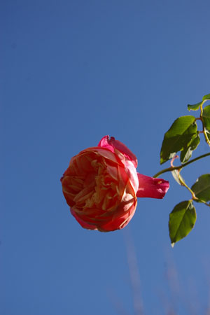 a0157595_16135526.jpg
