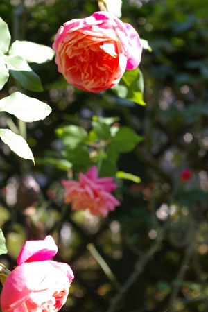 a0157595_1665630.jpg