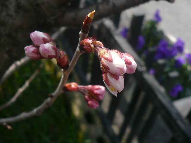 e0026017_11401097.jpg