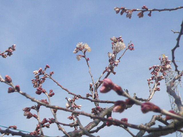 e0026017_1145291.jpg