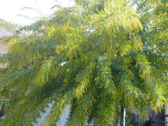 e0026017_1149443.jpg